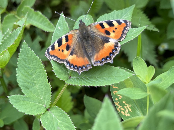 22-05-29 15-00-15 0994